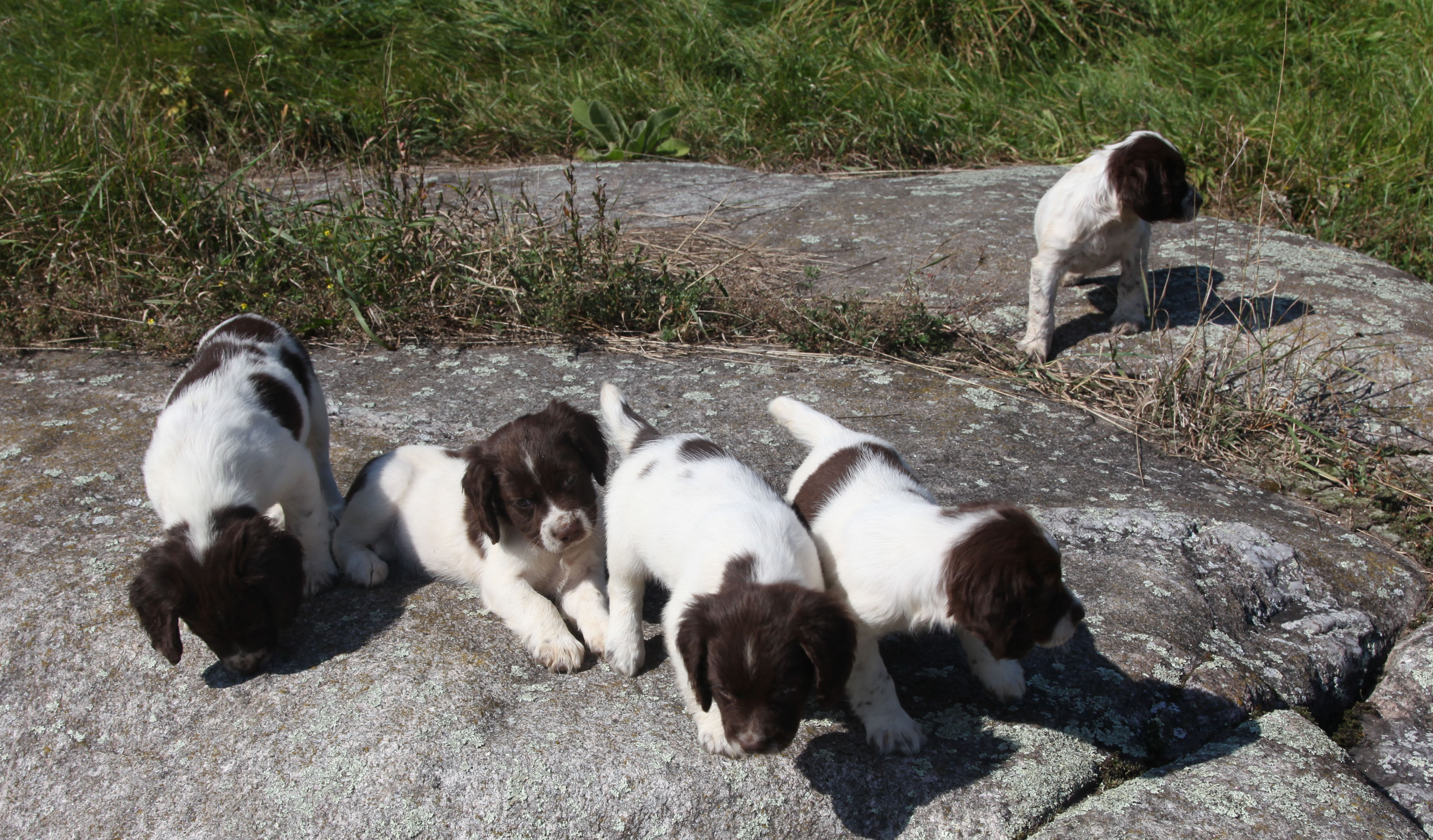 Bella Donna & Brody Litter